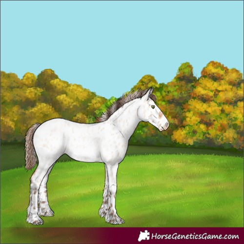 Horse Color:Amber Champagne Roan Dun Frame Near Leopard