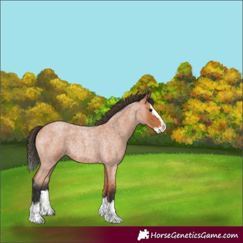 Horse Color:Bay Roan Splash Rabicano 