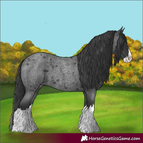 Horse Color:Blue Roan Splash