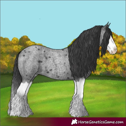 Horse Color:Blue Roan Splash 