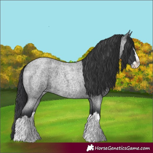 Horse Color:Blue Roan Splash