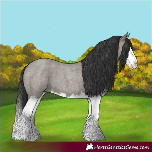 Horse Color:Grullo Roan Splash