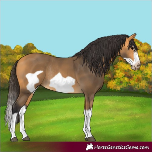 Horse Color:Buckskin Splash Frame Rabicano 