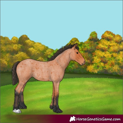 Horse Color:Bay Roan