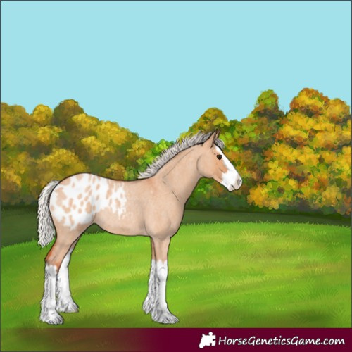 Horse Color:Silver Bay Roan Dun Splash Blanket Rabicano 