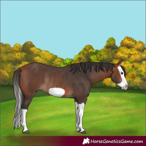 Horse Color:Bay Splash Frame Rabicano