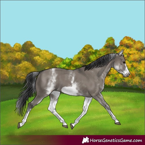 Horse Color:White Spotted Grullo Frame 