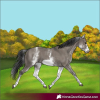 Horse Color:White Spotted Grullo Frame 
