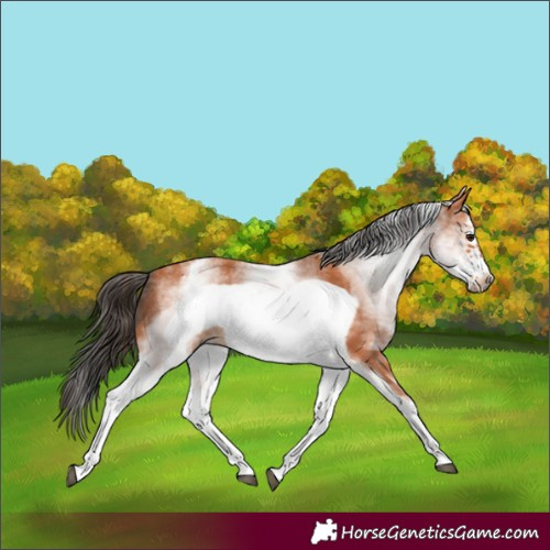 Horse Color:White Spotted Bay Frame