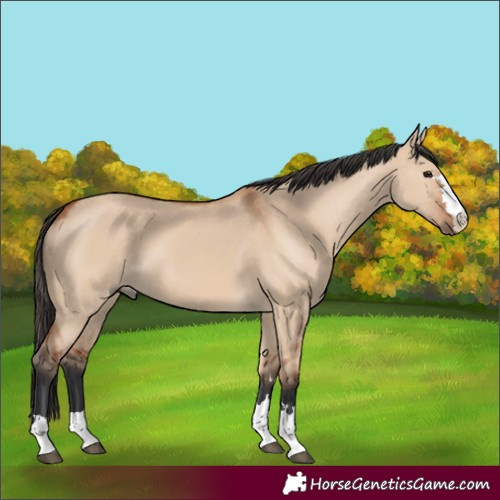 Horse Color:Bay Dun 