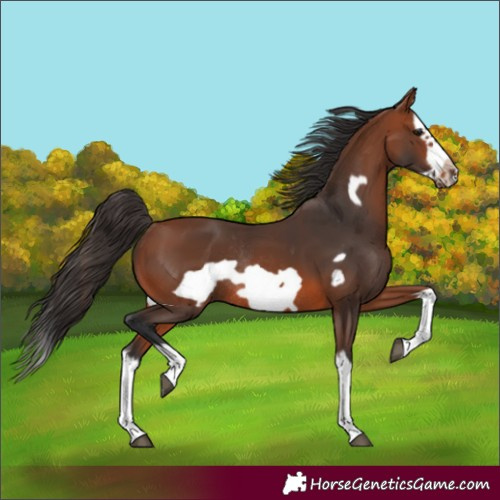 Horse Color:Bay Splash Frame Rabicano