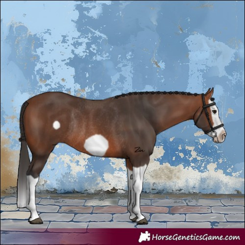 Horse Color:Bay Splash Frame Rabicano