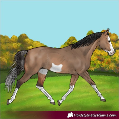 Horse Color:Bay Dun Splash Frame Rabicano