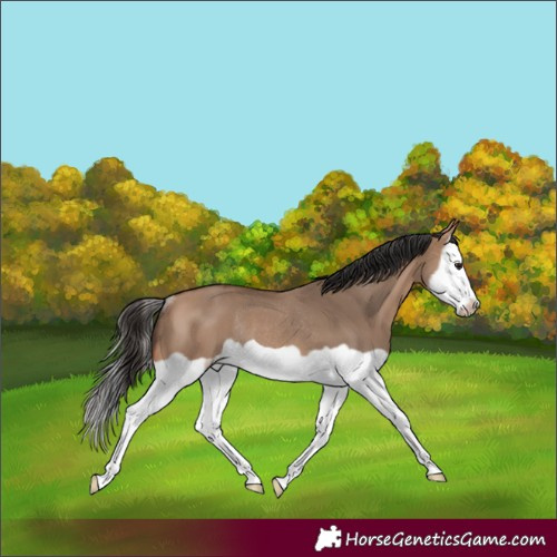 Horse Color:Bay Dun Splash Frame Rabicano