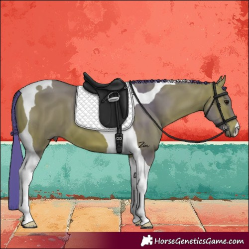 Horse Color:Watercolor Bay Tobiano 