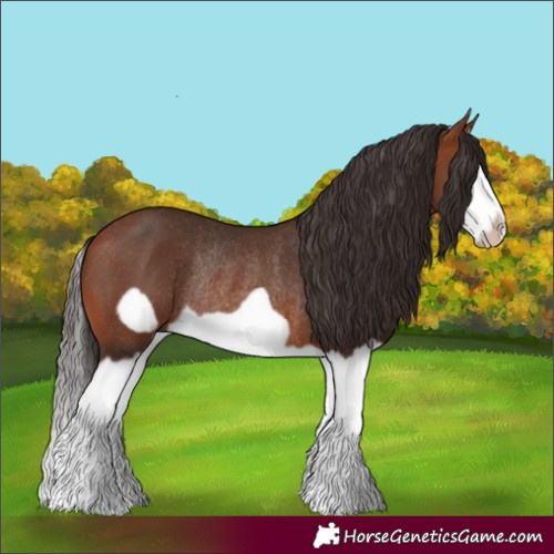 Horse Color:Bay Splash Frame Rabicano