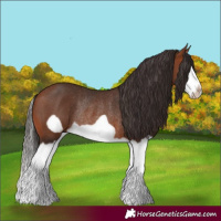 Horse Color:Bay Splash Frame Rabicano