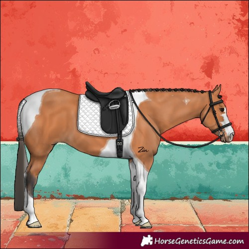 Horse Color:Bay Tobiano 