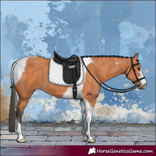Horse Color:Bay Tobiano