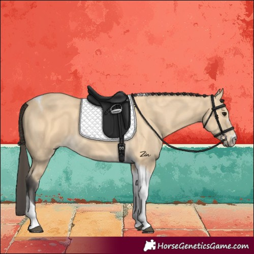 Horse Color:Buckskin Tobiano 
