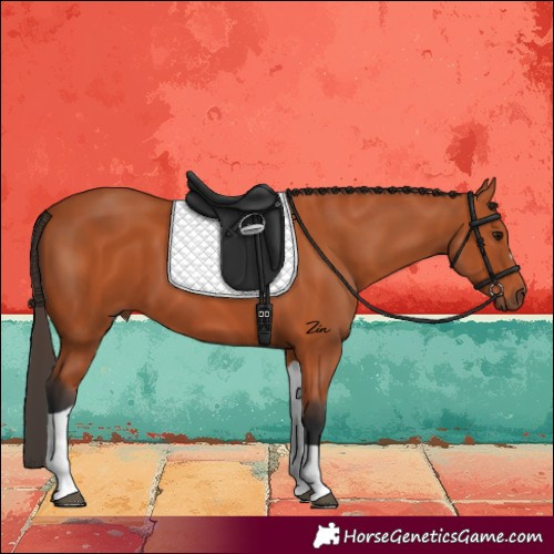 Horse Color:Bay Tobiano 