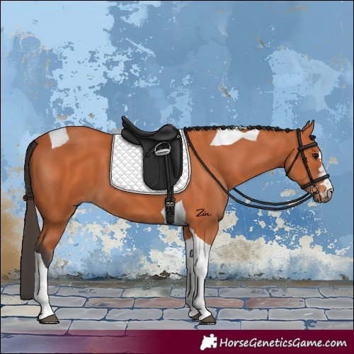 Horse Color:Bay Tobiano