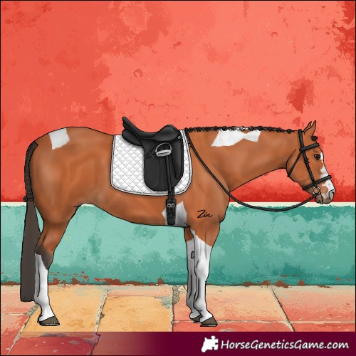 Horse Color:Bay Tobiano