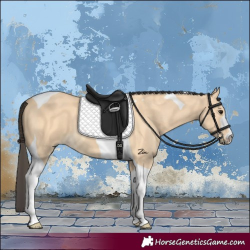 Horse Color:Buckskin Tobiano 
