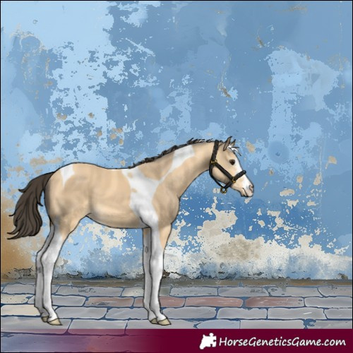 Horse Color:Buckskin Tobiano 
