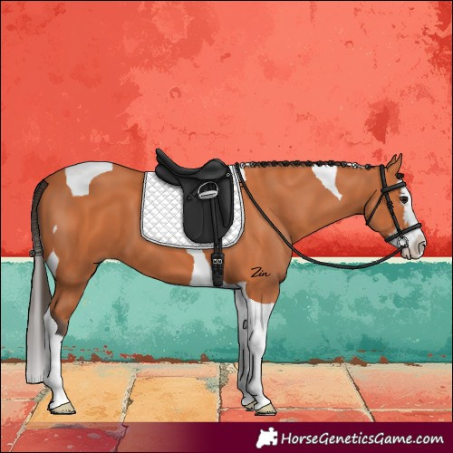 Horse Color:Bay Splash Tobiano 