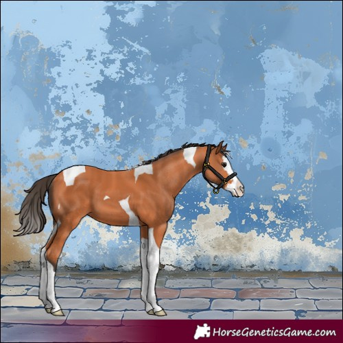 Horse Color:Bay Splash Tobiano 