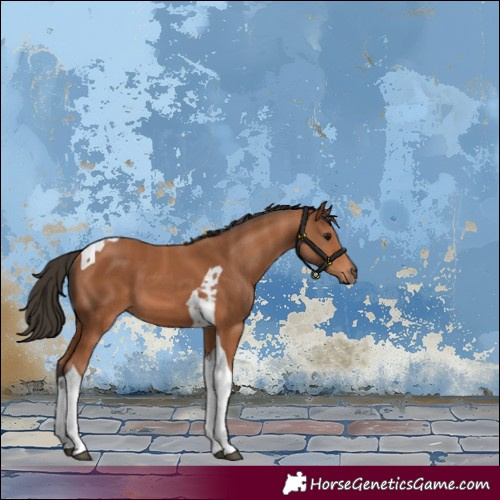 Horse Color:Bay Tobiano 