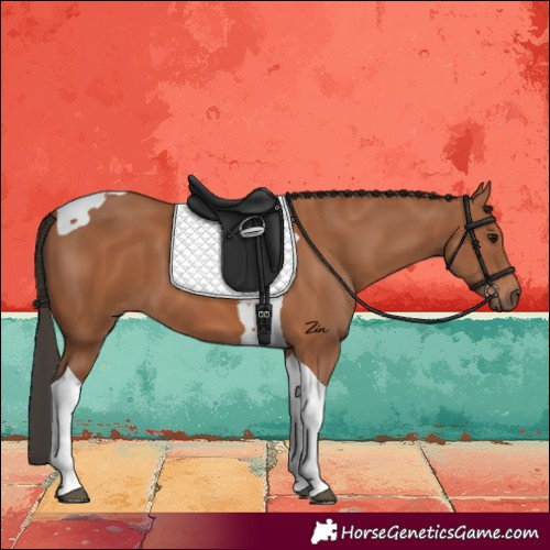 Horse Color:Bay Tobiano