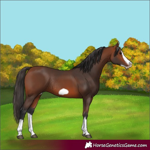 Horse Color:Bay Splash Frame Rabicano