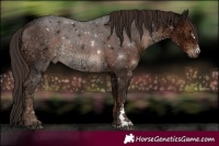 Horse Color:Liver Chestnut Ice