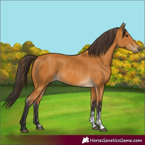 Horse Color:Buckskin Sabino Rabicano and Buckskin Sabino Rabicano