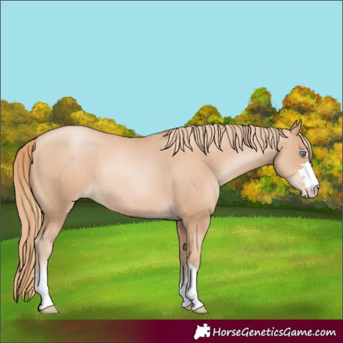 Horse Color:Gold Champagne Pearl Rabicano and Gold Champagne Pearl Rabicano