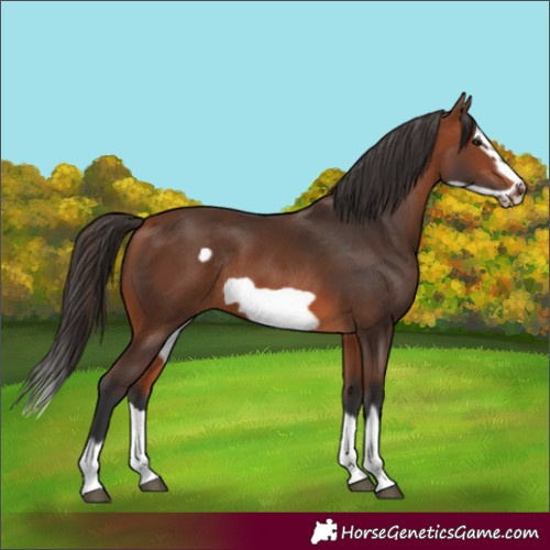 Horse Color:Bay Splash Frame Rabicano