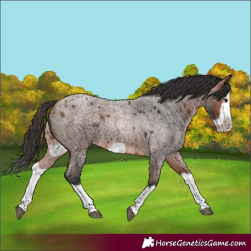 Horse Color:Bay Roan Splash Frame Rabicano 