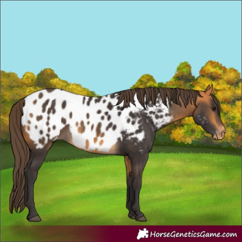 Horse Color:Buckskin Appaloosa 