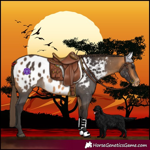 Horse Color:Buckskin Blanket