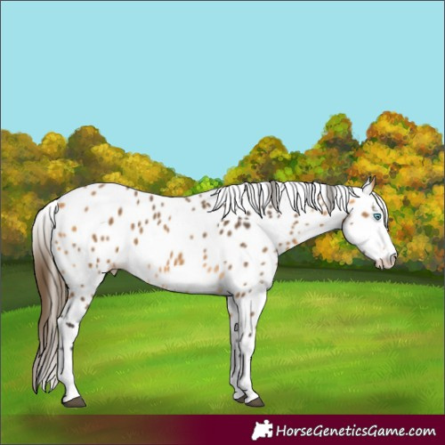 Horse Color:Buckskin Splash Appaloosa