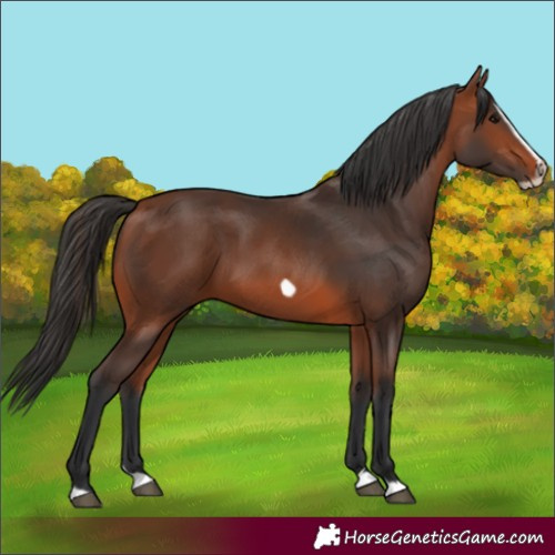 Horse Color:Bay Splash Frame Rabicano