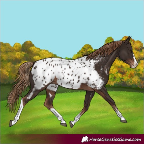 Horse Color:Liver Chestnut Sabino Splash Tobiano Near Leopard Rabicano