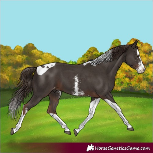 Horse Color:Liver Chestnut Sabino Splash Tobiano Appaloosa
