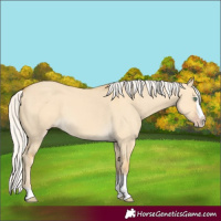 Horse Color:Silver Classic Cream Champagne Dun Splash Tobiano 