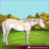 Horse Color:Silver Classic Champagne Dun Splash Frame 