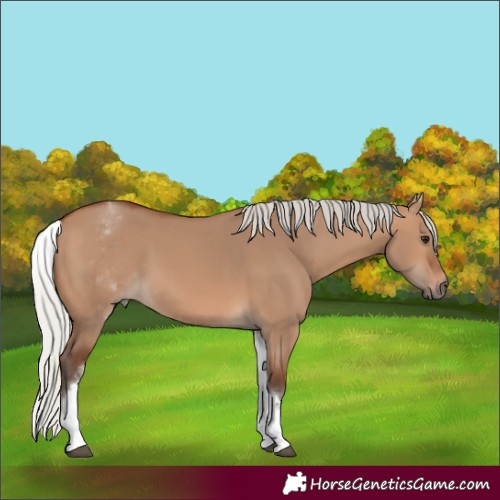 Horse Color:White Spotted Silver Brown Dun Rabicano 