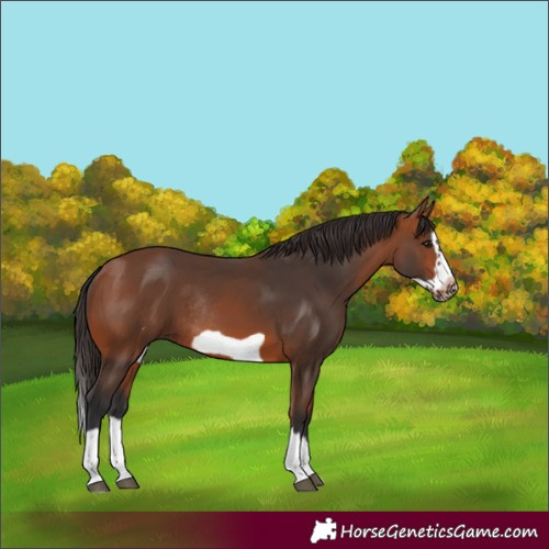 Horse Color:Unknown 