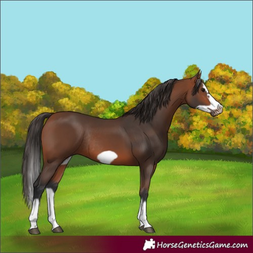 Horse Color:Bay Splash Frame Rabicano 